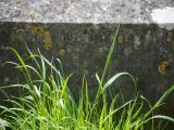 image of grave number 786836